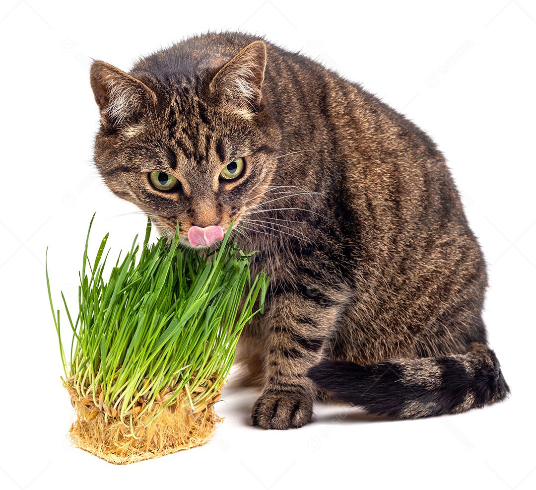 Gato malhado de olhos amarelos comendo grama verde fresca close-up em fundo branco com foco seletivo e desfoque