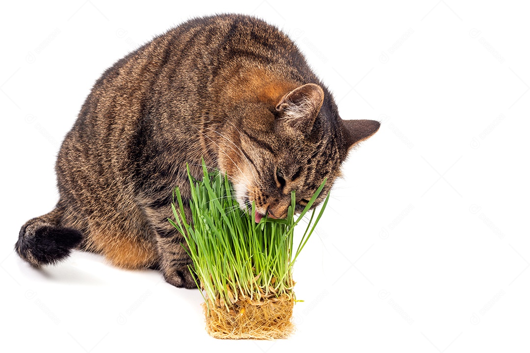 Gato malhado de olhos amarelos comendo grama verde fresca close-up em fundo branco com foco seletivo e desfoque