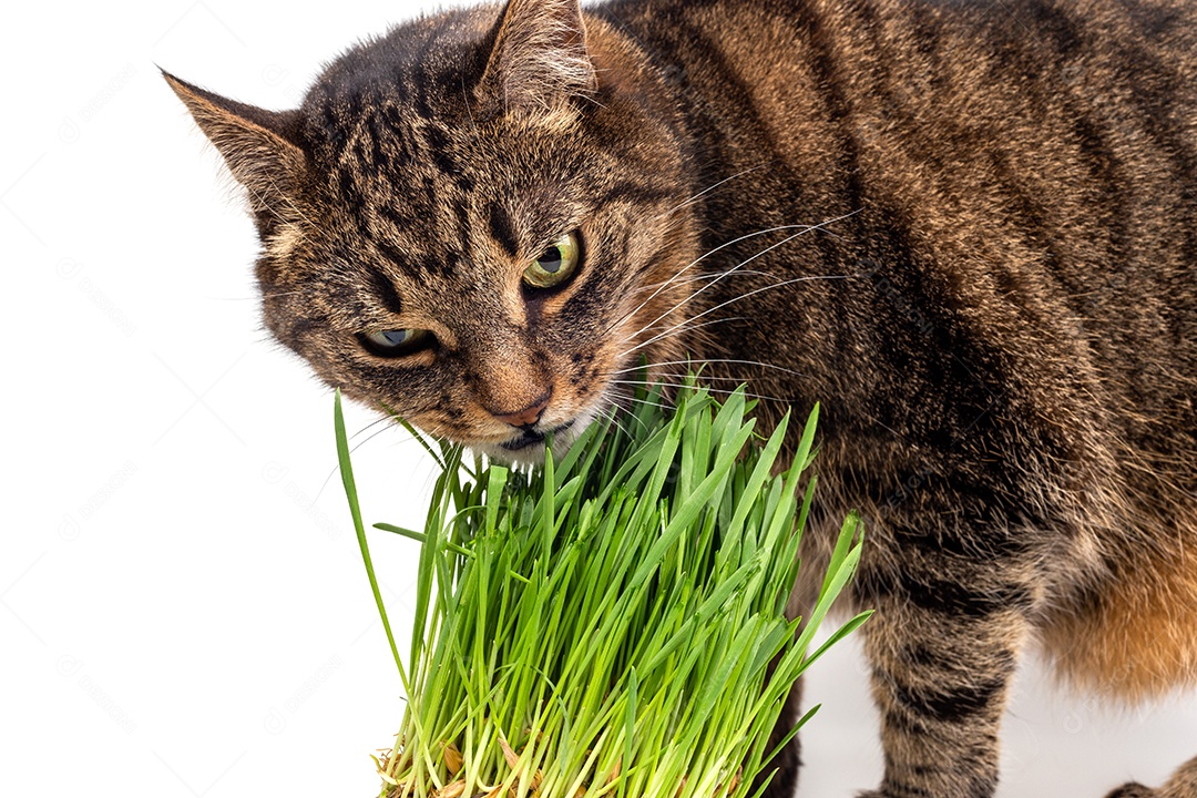 Gato malhado de olhos amarelos comendo grama verde fresca close-up em fundo branco com foco seletivo e desfoque