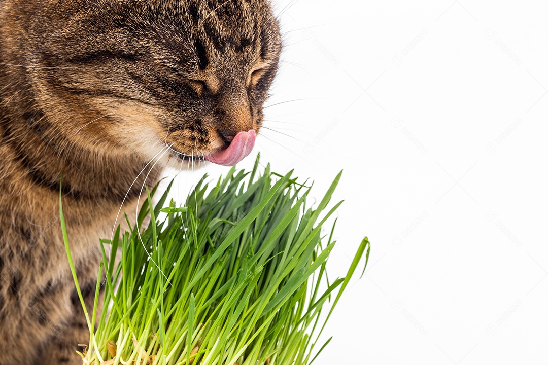 Gato malhado de olhos amarelos comendo grama verde fresca close-up em fundo branco com foco seletivo e desfoque