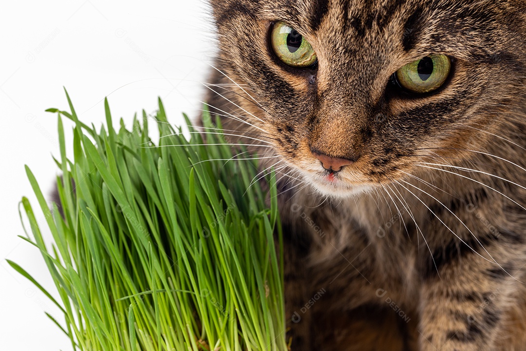 Gato malhado de olhos amarelos comendo grama verde fresca close-up em fundo branco com foco seletivo e desfoque