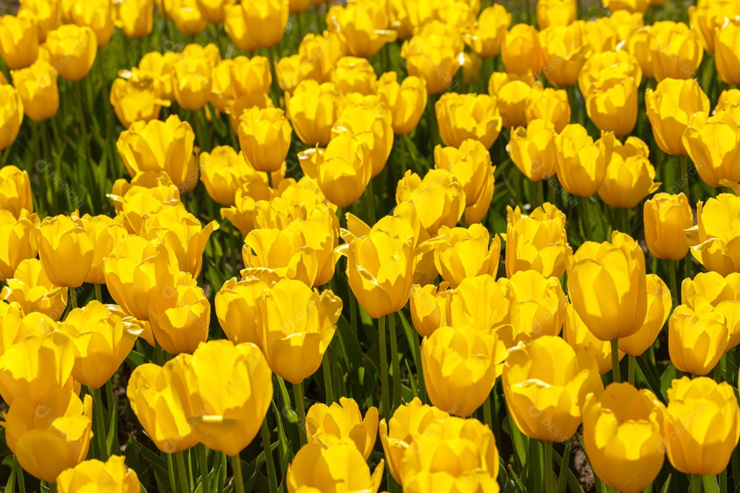 Tulipas amarelas flácidas no campo divididas horizontalmente