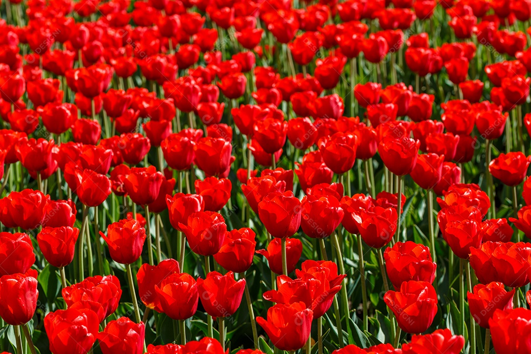 Tulipas vermelhas flácidas no campo divididas horizontalmente