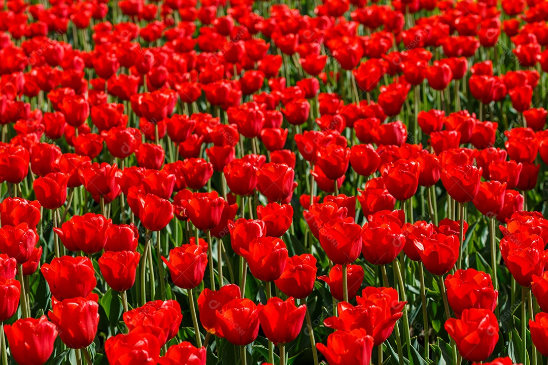 Tulipas vermelhas flácidas no campo divididas horizontalmente