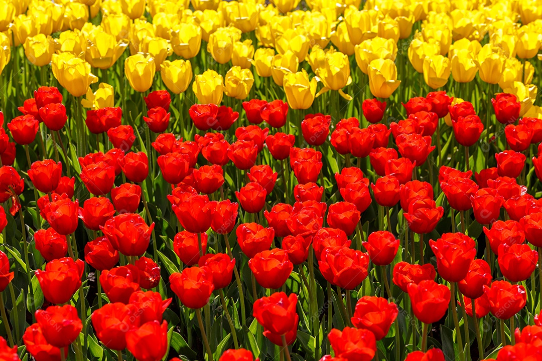 Tulipas vermelhas e amarelas flácidas no campo divididas horizontalmente