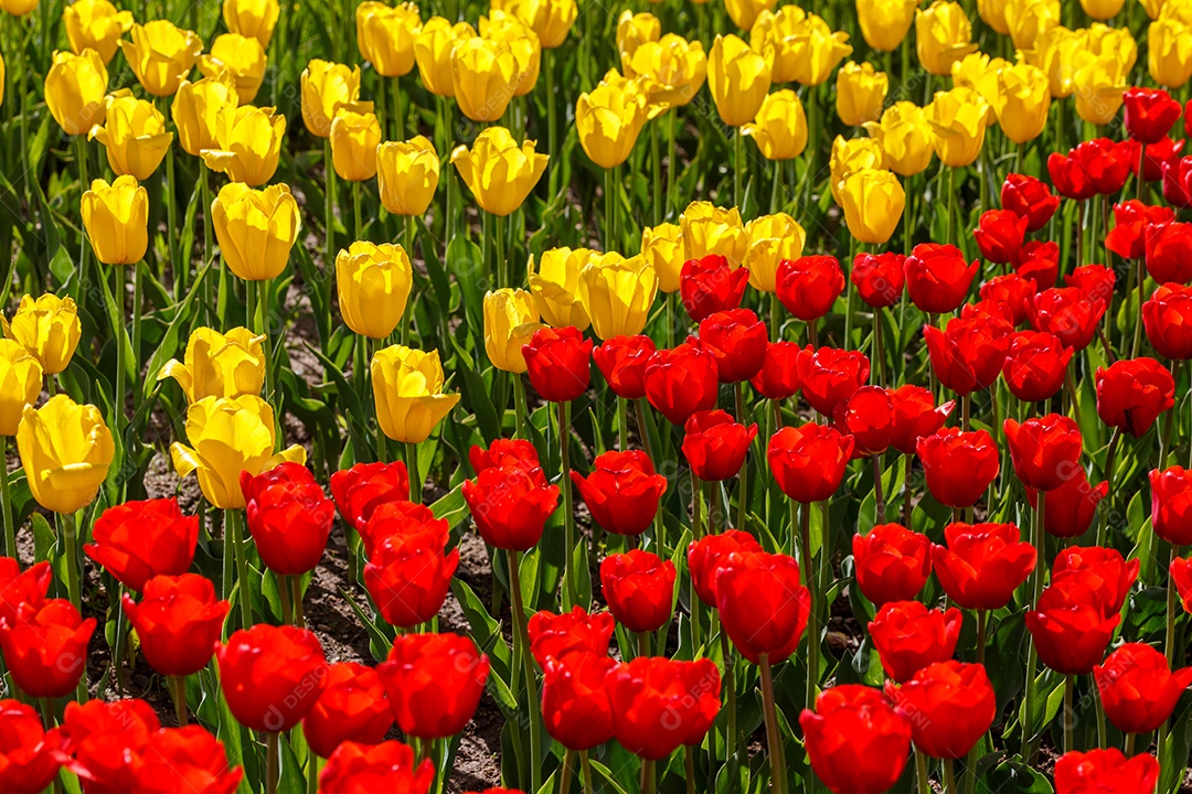 Tulipas vermelhas e amarelas flácidas no campo divididas horizontalmente