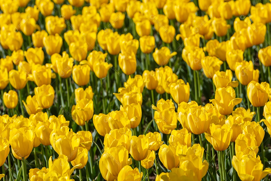 Tulipas amarelas flácidas no campo divididas horizontalmente