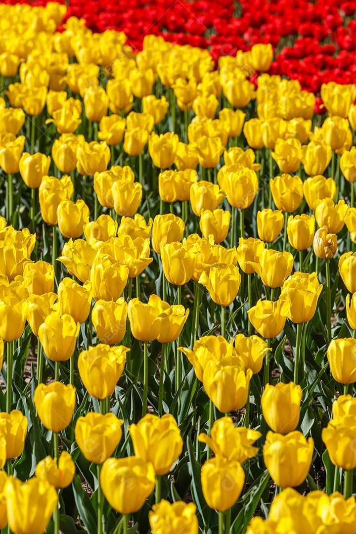 Tulipas vermelhas e amarelas flácidas no campo divididas horizontalmente