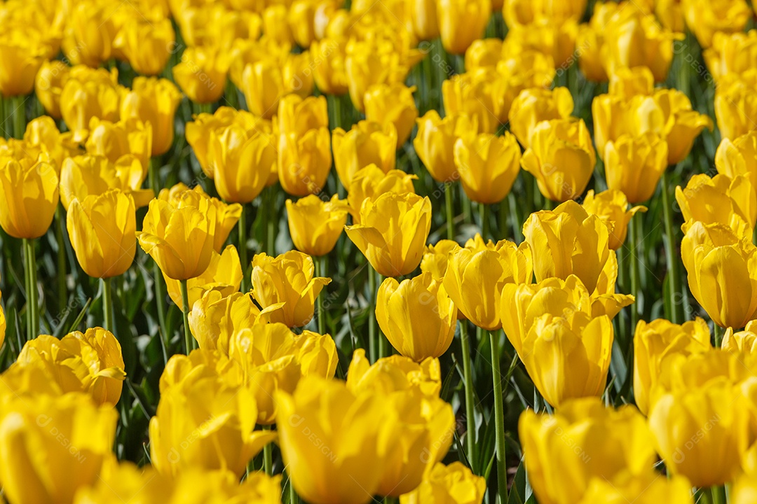 Tulipas amarelas flácidas no campo divididas horizontalmente