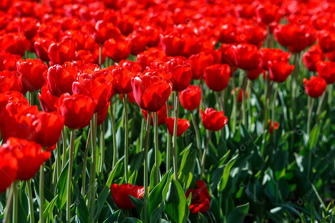 Tulipas vermelhas flácidas no campo divididas horizontalmente