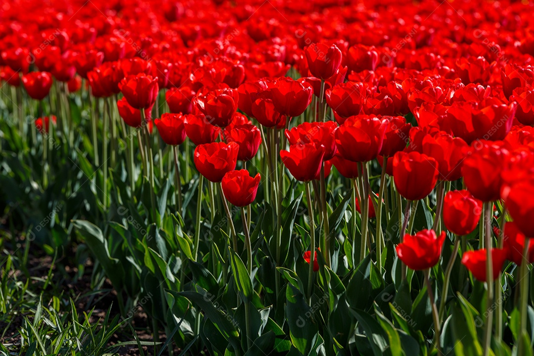 Tulipas vermelhas flácidas no campo divididas horizontalmente