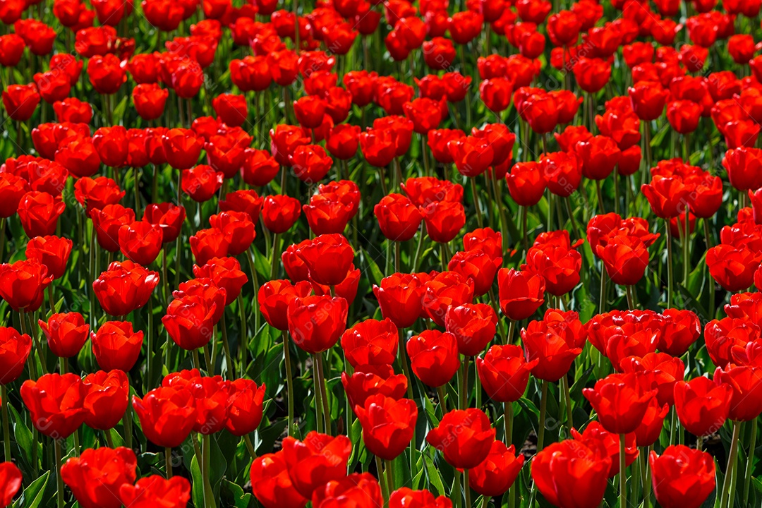 Tulipas vermelhas flácidas no campo divididas horizontalmente