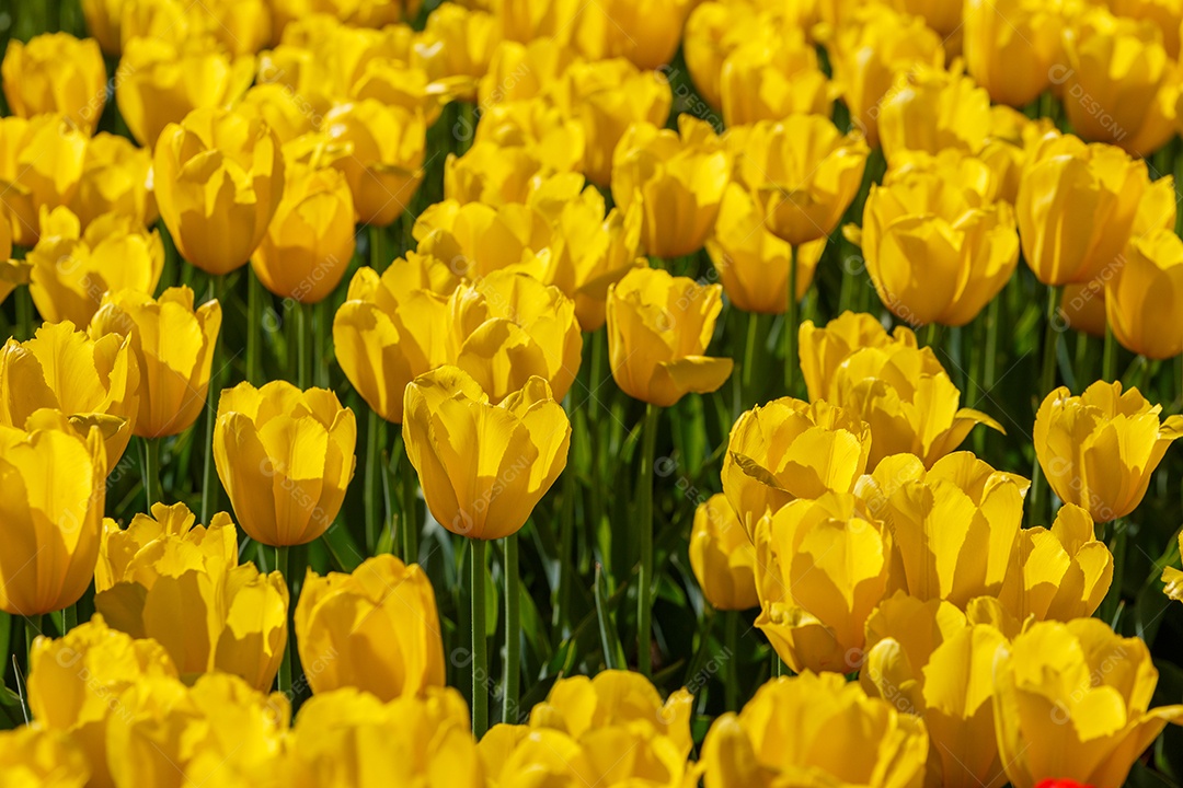 Tulipas amarelas flácidas no campo divididas horizontalmente