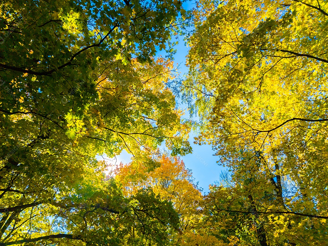 Folhagem de bordo amarelo vivo de outono no céu azul com fundo de nuvens brancas vista de cima em quadro inteiro de baixo