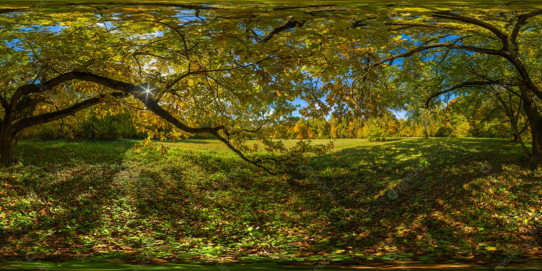 Projeção panorâmica de túnel hiperbólico de panorama esférico em dia ensolarado de outono em floresta de pinheiros com céu azul