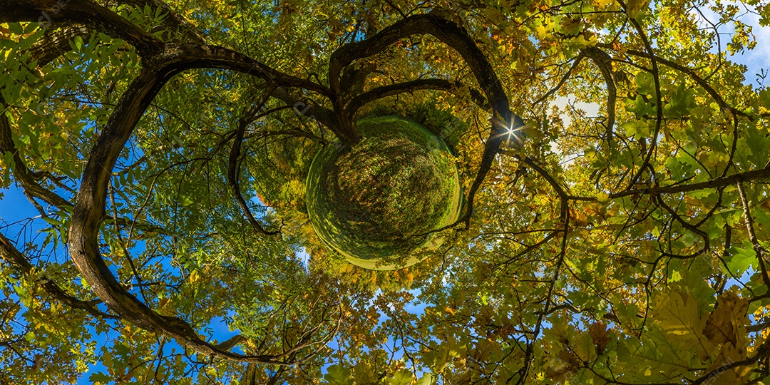 Projeção panorâmica de túnel hiperbólico de panorama esférico em dia ensolarado de outono em floresta de pinheiros com céu azul