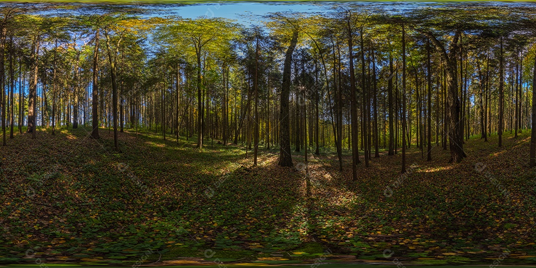 Projeção panorâmica de túnel hiperbólico de panorama esférico em dia ensolarado de outono em floresta de pinheiros com céu azul