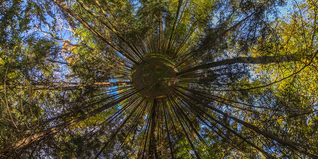 Projeção panorâmica de túnel hiperbólico de panorama esférico em dia ensolarado de outono em floresta de pinheiros com céu azul