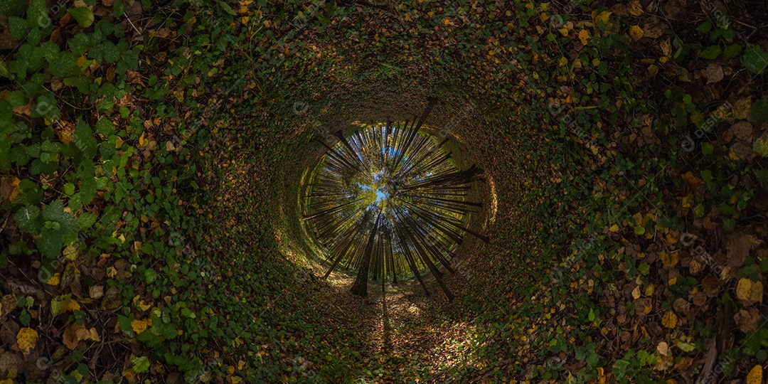 Projeção panorâmica de túnel hiperbólico de panorama esférico em dia ensolarado de outono em floresta de pinheiros com céu azul
