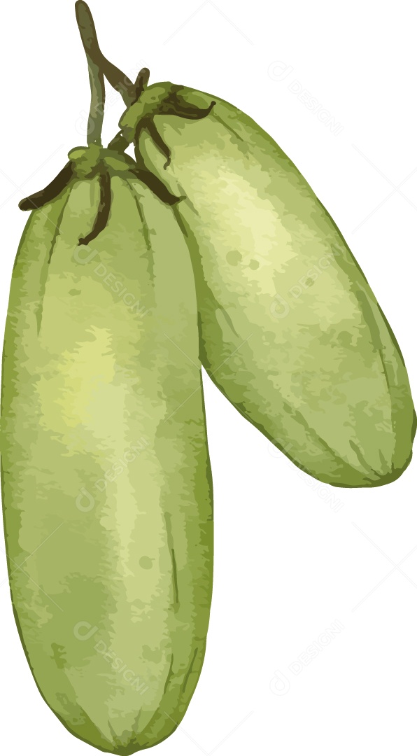 Frutas Exóticas Ilustração Vetor EPS