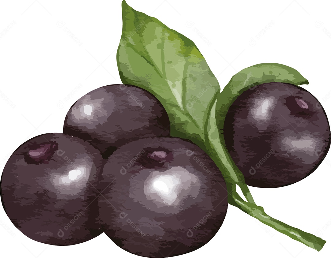 Açaí Ilustração Vetor EPS