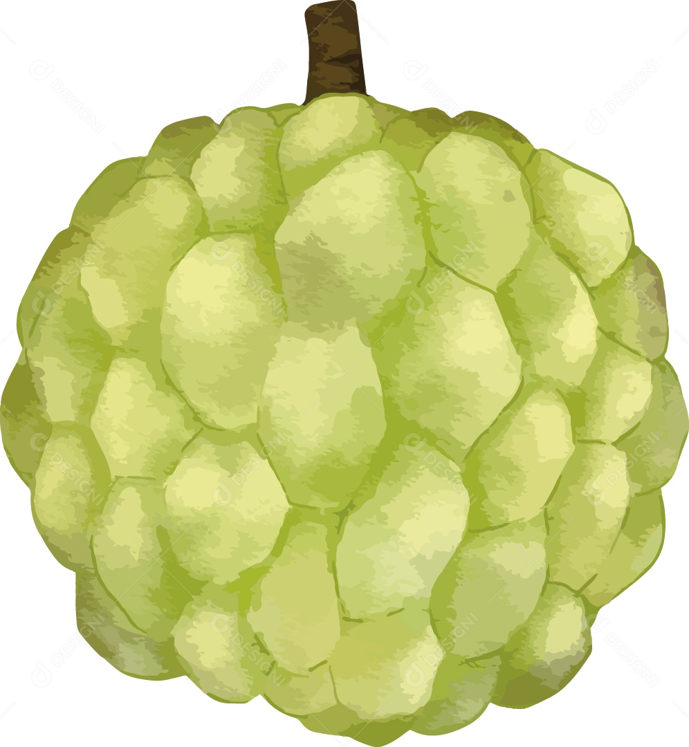 Frutas Exóticas Ata Ilustração Vetor EPS