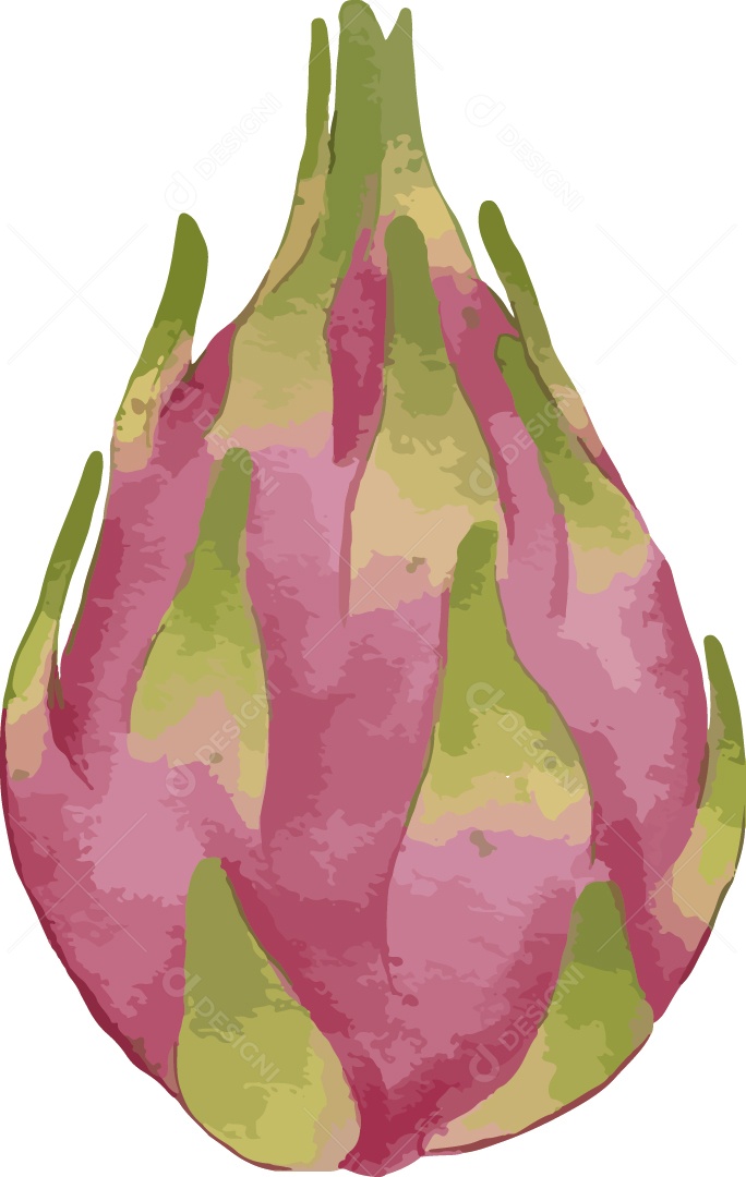 Frutas Exóticas Pitaia Ilustração Vetor EPS