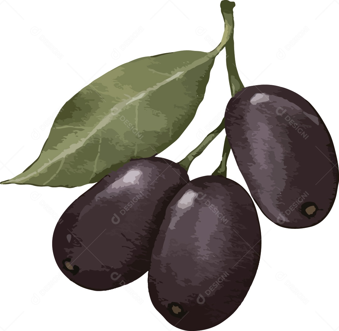 Azeitona Preta Ilustração Vetor EPS