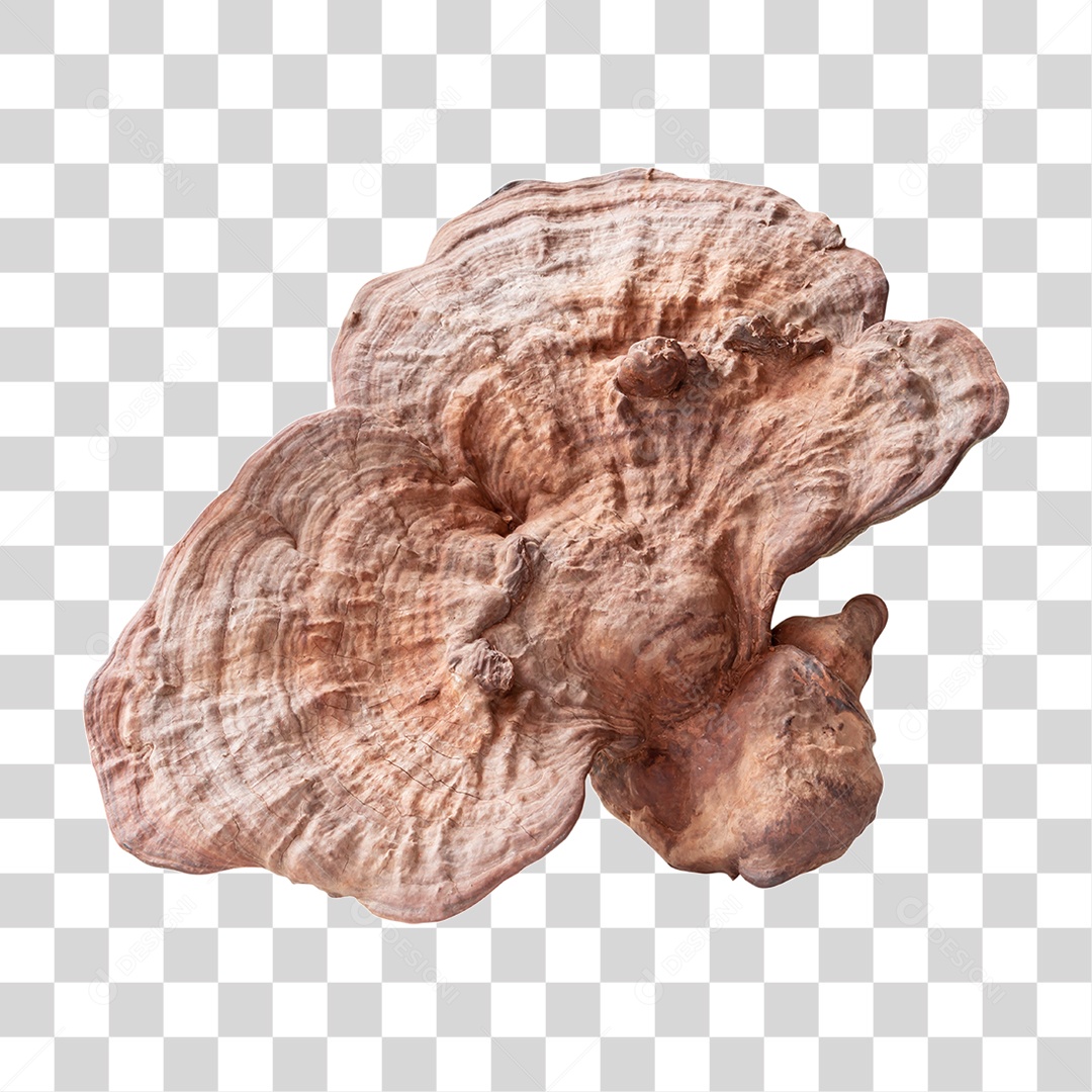 Transparent PNG Mushroom