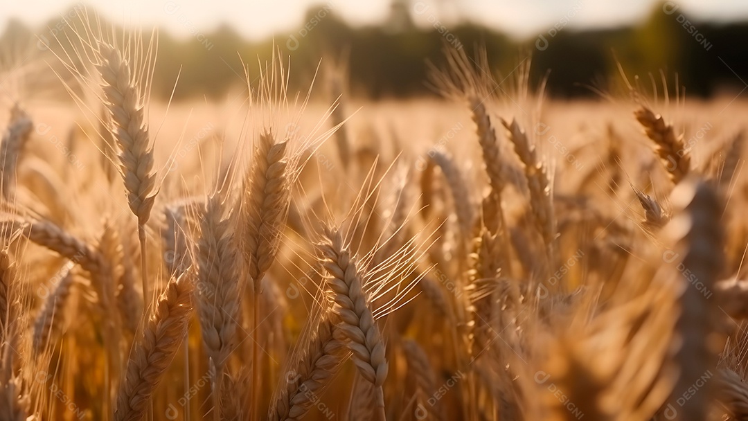 Espigas de trigo maduras em um dia ensolarado,