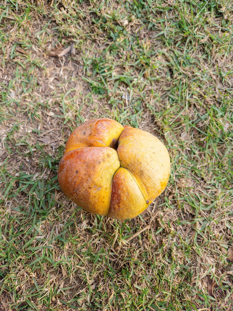 Fruta conhecida como maçã elefante em uma praça no Rio de Janeiro