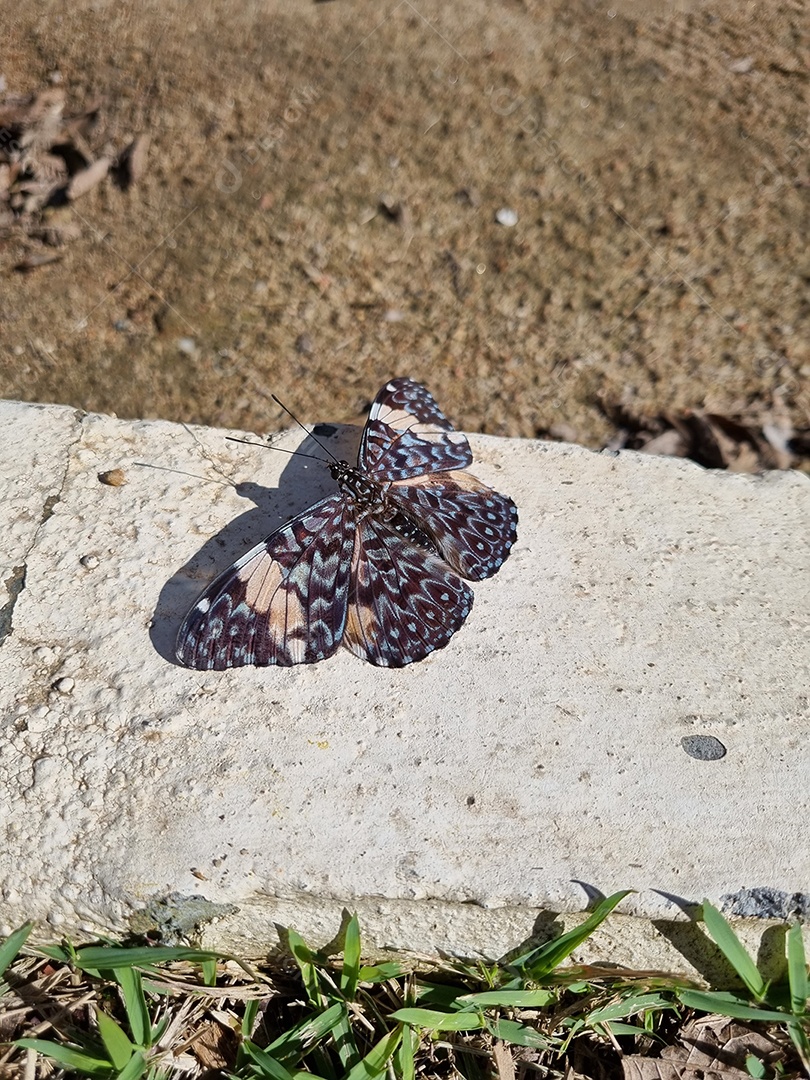 Linda borboleta pousada no concreto