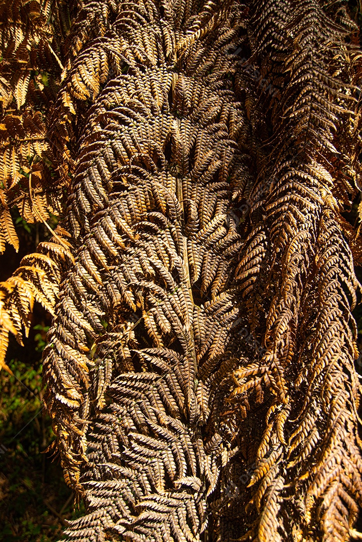 Folhas verde sêmola