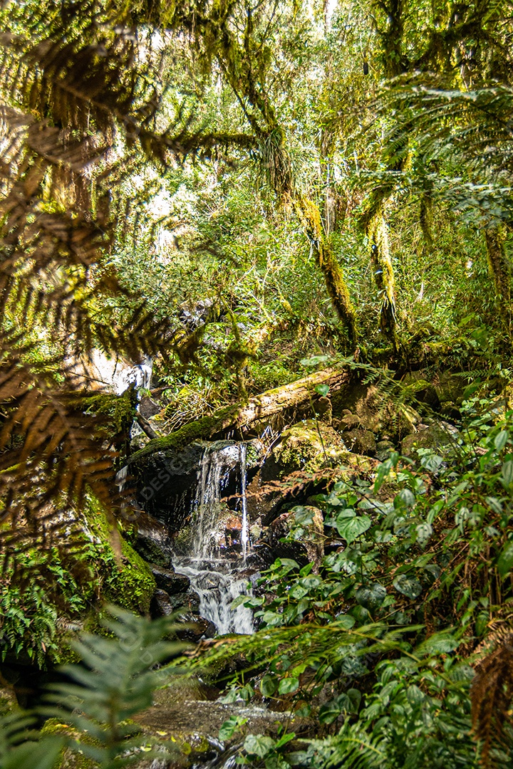 Linda cachoeira sobre floresta