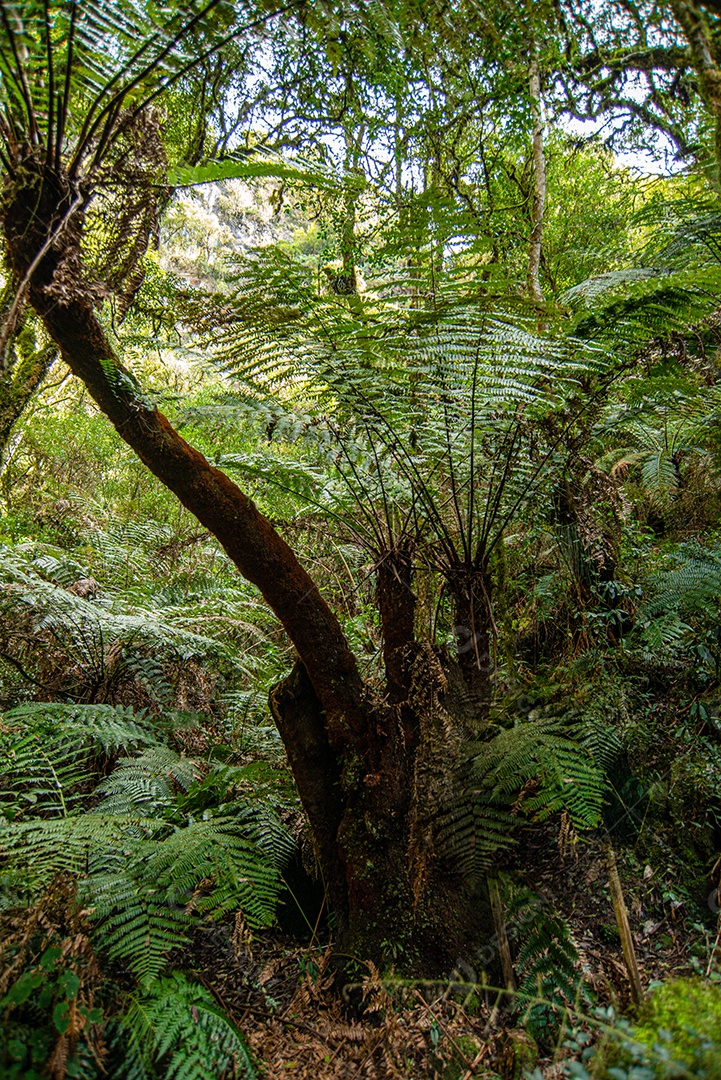 Linda floresta fechada