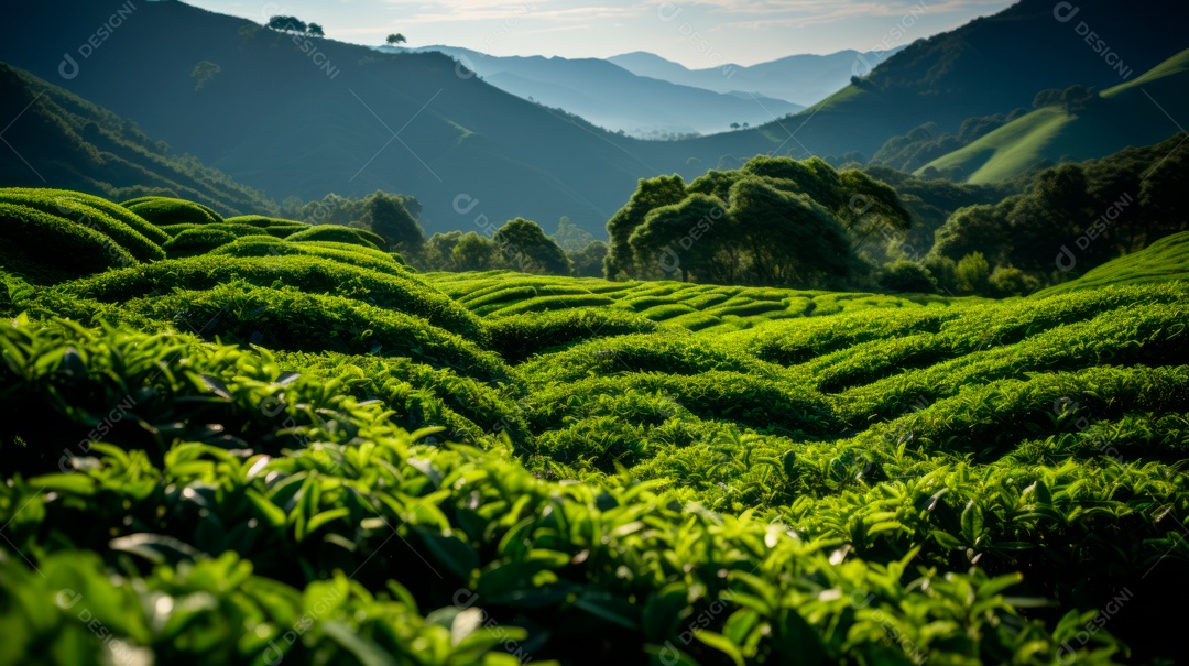 Plantação de Folhas de chá verde.