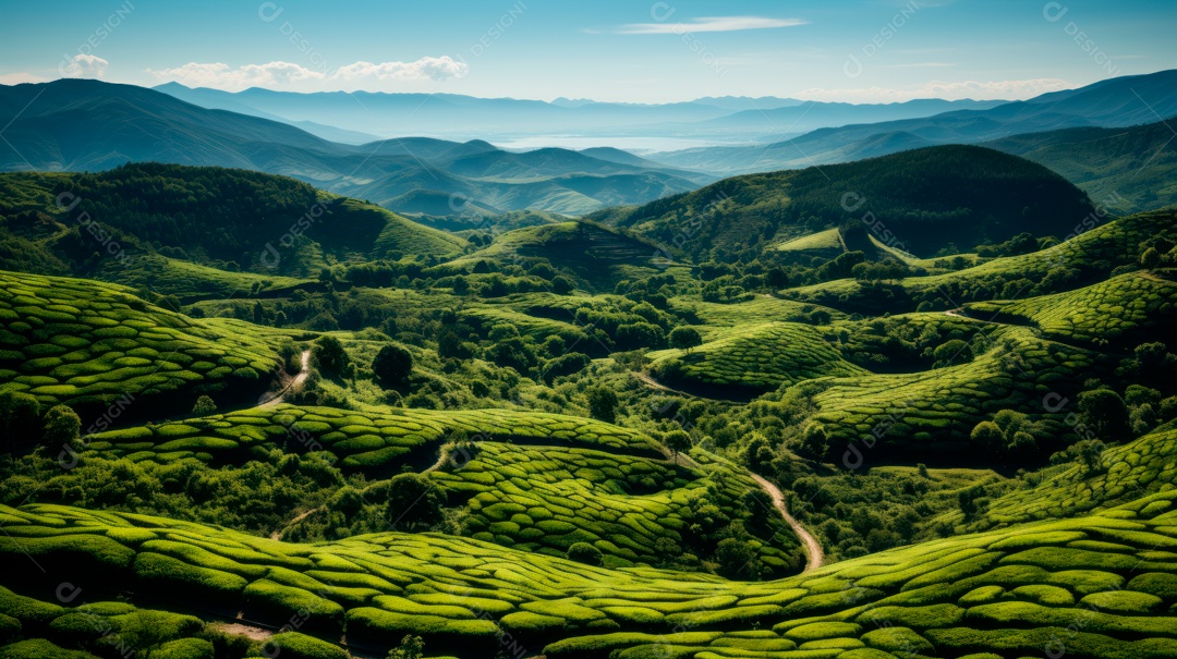 Plantação de Folhas de chá verde.