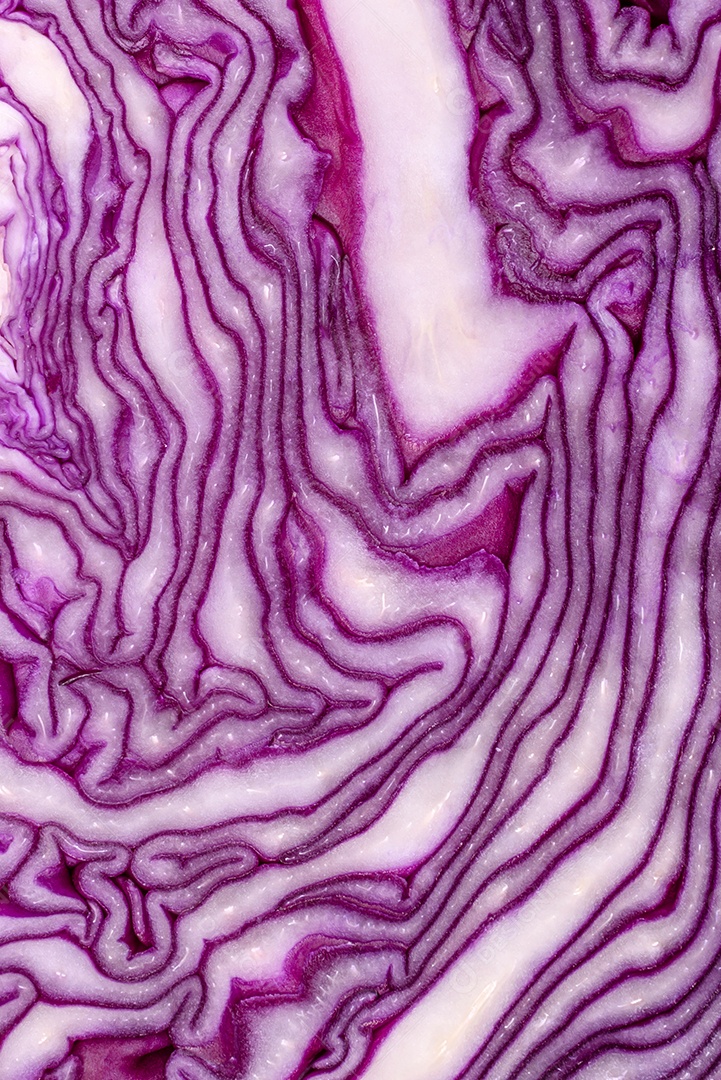 Repolho roxo lindo fresco com folhas texturizadas em um fundo escuro de concreto. Cozinha vegetariana