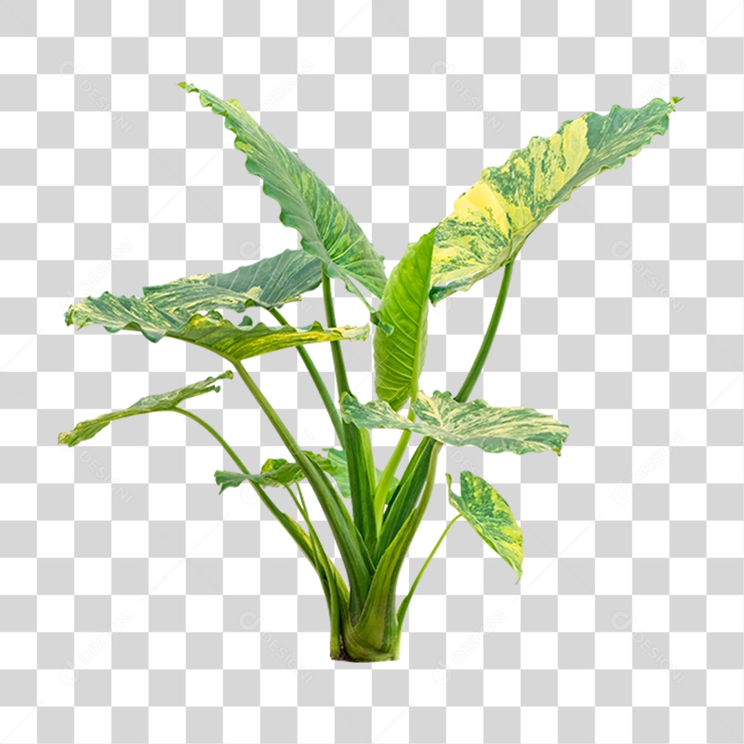 Planta Verde PNG Transparente