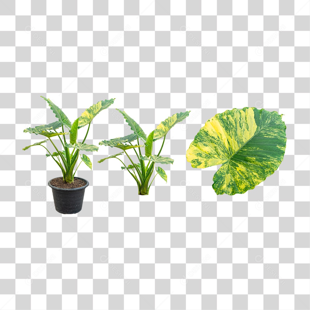 Green Plants Vase Leaves Transparent PNG