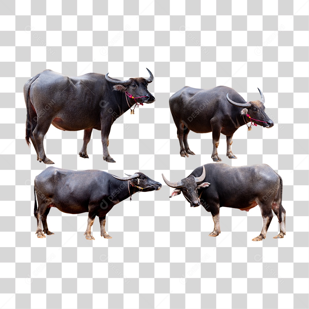 Animal Búfalo Criação Fazenda PNG Transparente