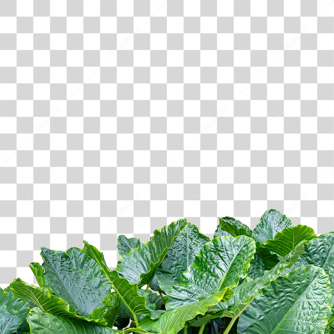 Folhas Verdes PNG Transparente