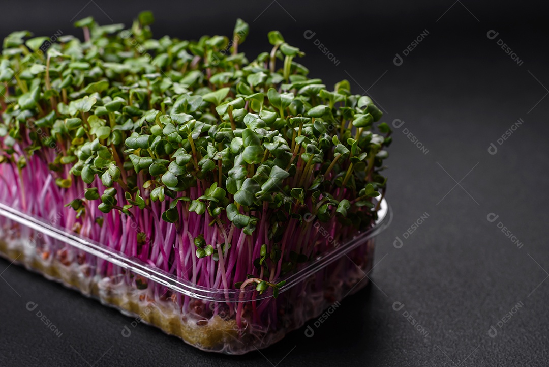 Rabanete microverde fresco em uma caixa de plástico sobre um fundo escuro de concreto. Cultivando plantas em casa
