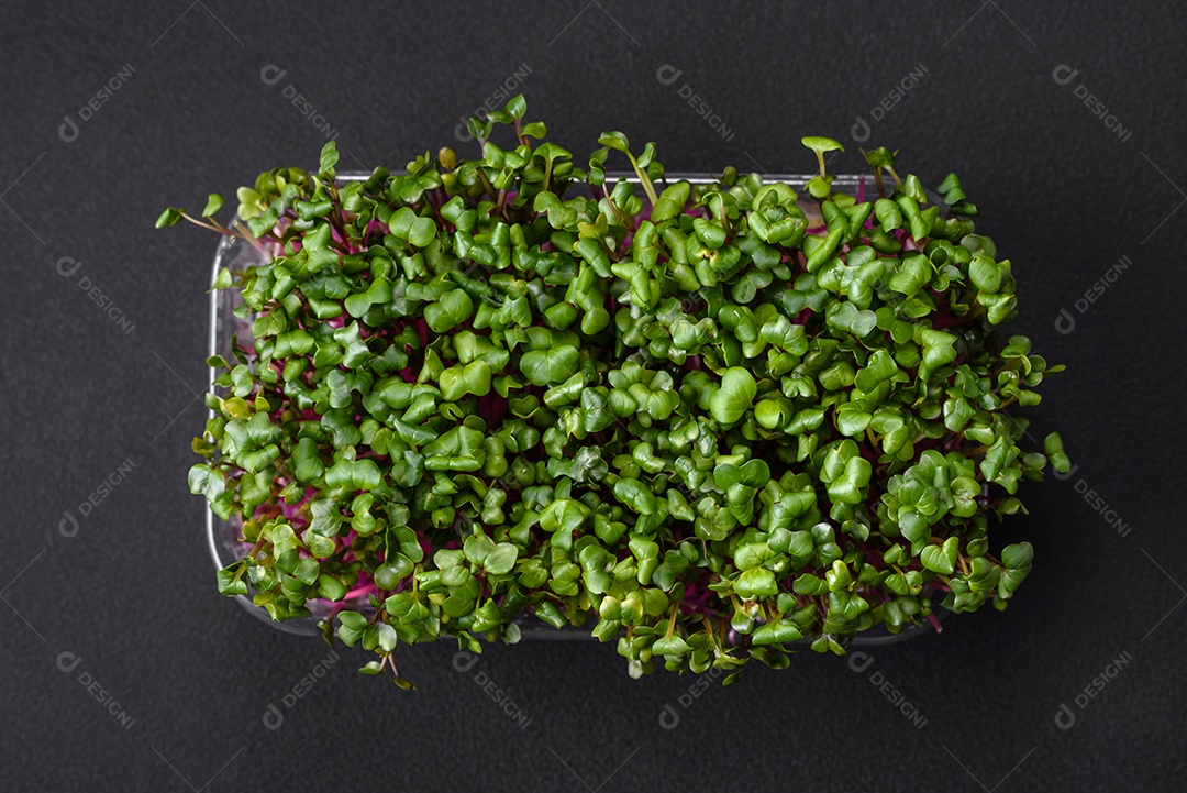 Rabanete microverde fresco em uma caixa de plástico sobre um fundo escuro de concreto. Cultivando plantas em casa