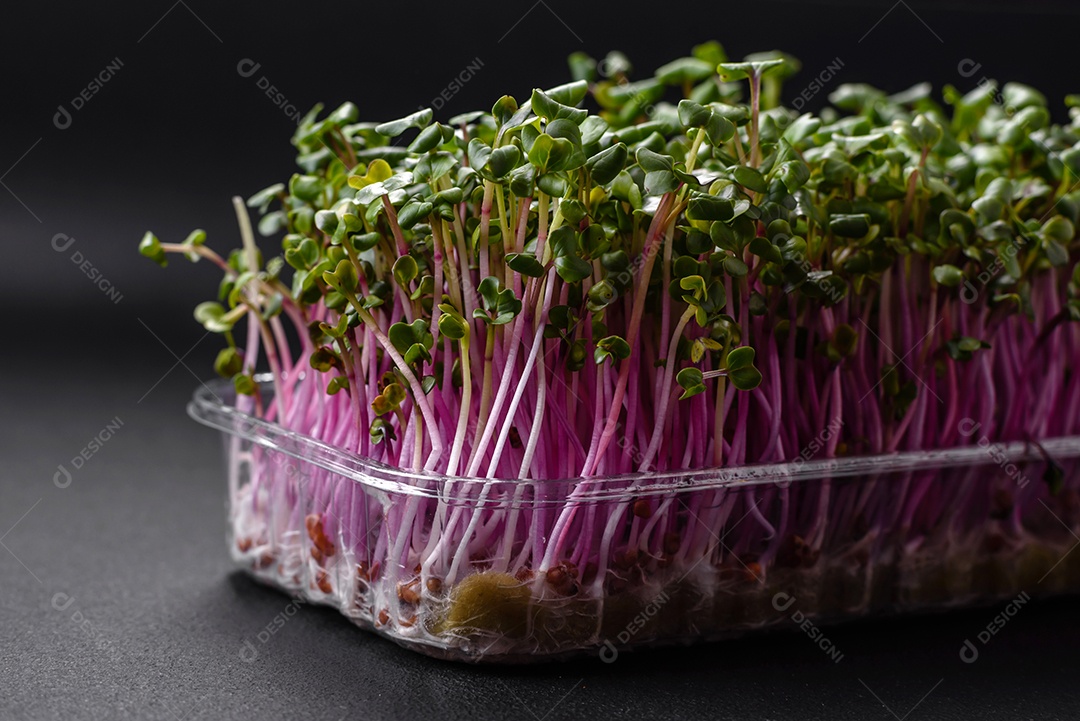 Rabanete microverde fresco em uma caixa de plástico sobre um fundo escuro de concreto. Cultivando plantas em casa