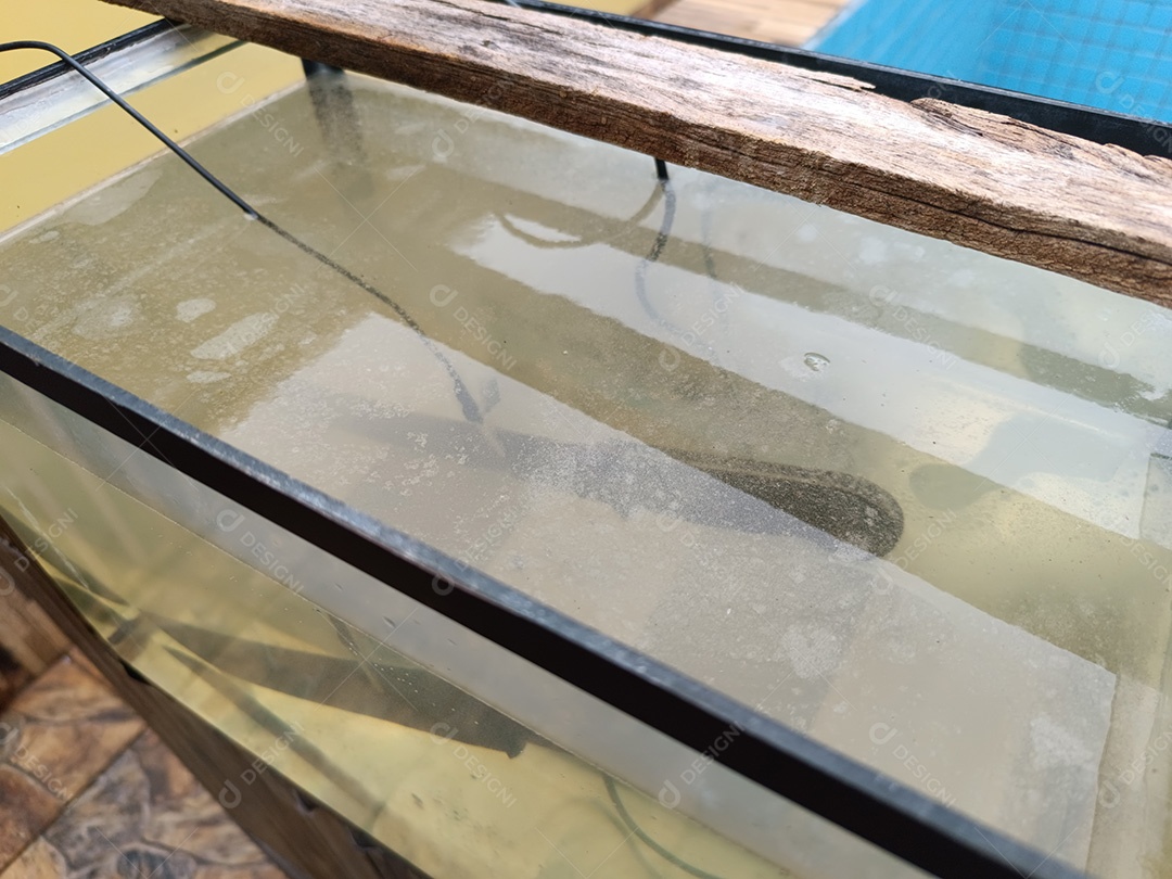 Aquário com facão passando por processo de eletrólise para remover ferrugem