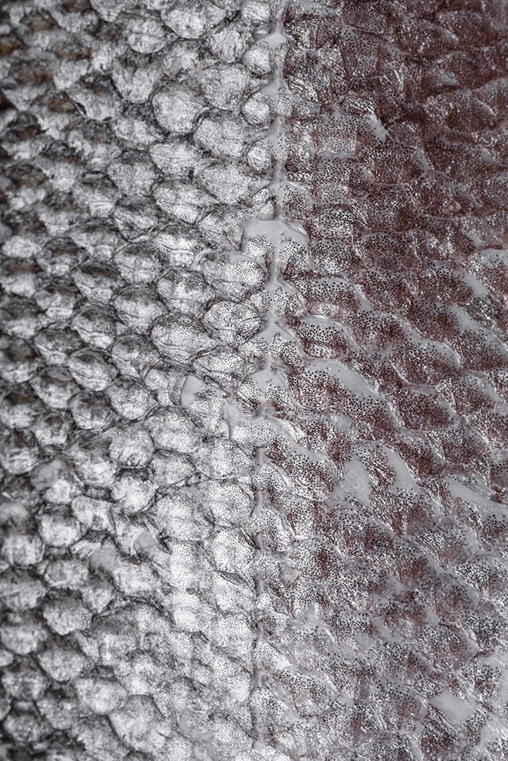 Filé de peixe robalo cru com sal, especiarias e ervas num prato cerâmico preparado para assar