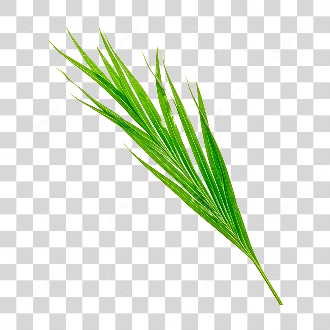 Palm Branch Leaves Transparent PNG