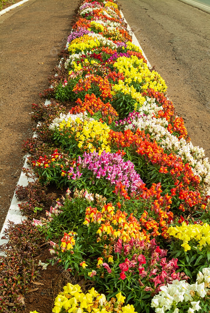 Lindas flores sobre jardim