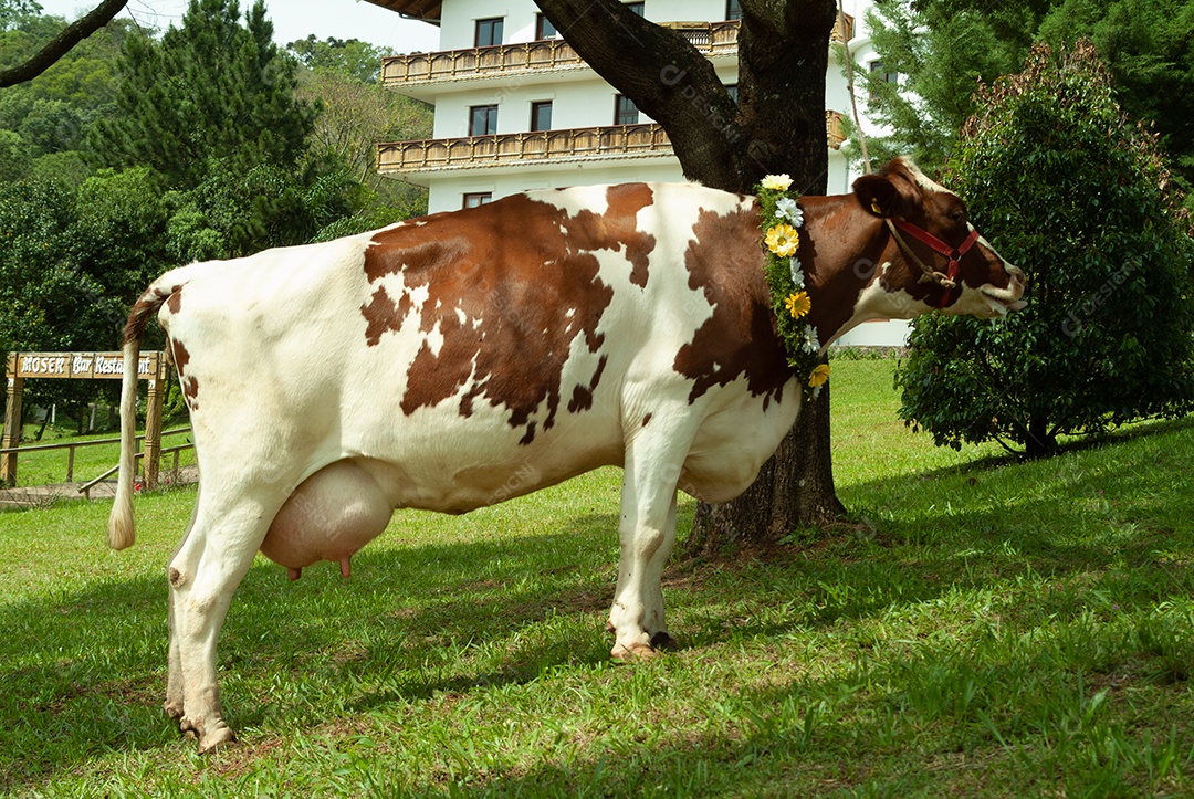 Vaca sobre um pasto de uma fazenda